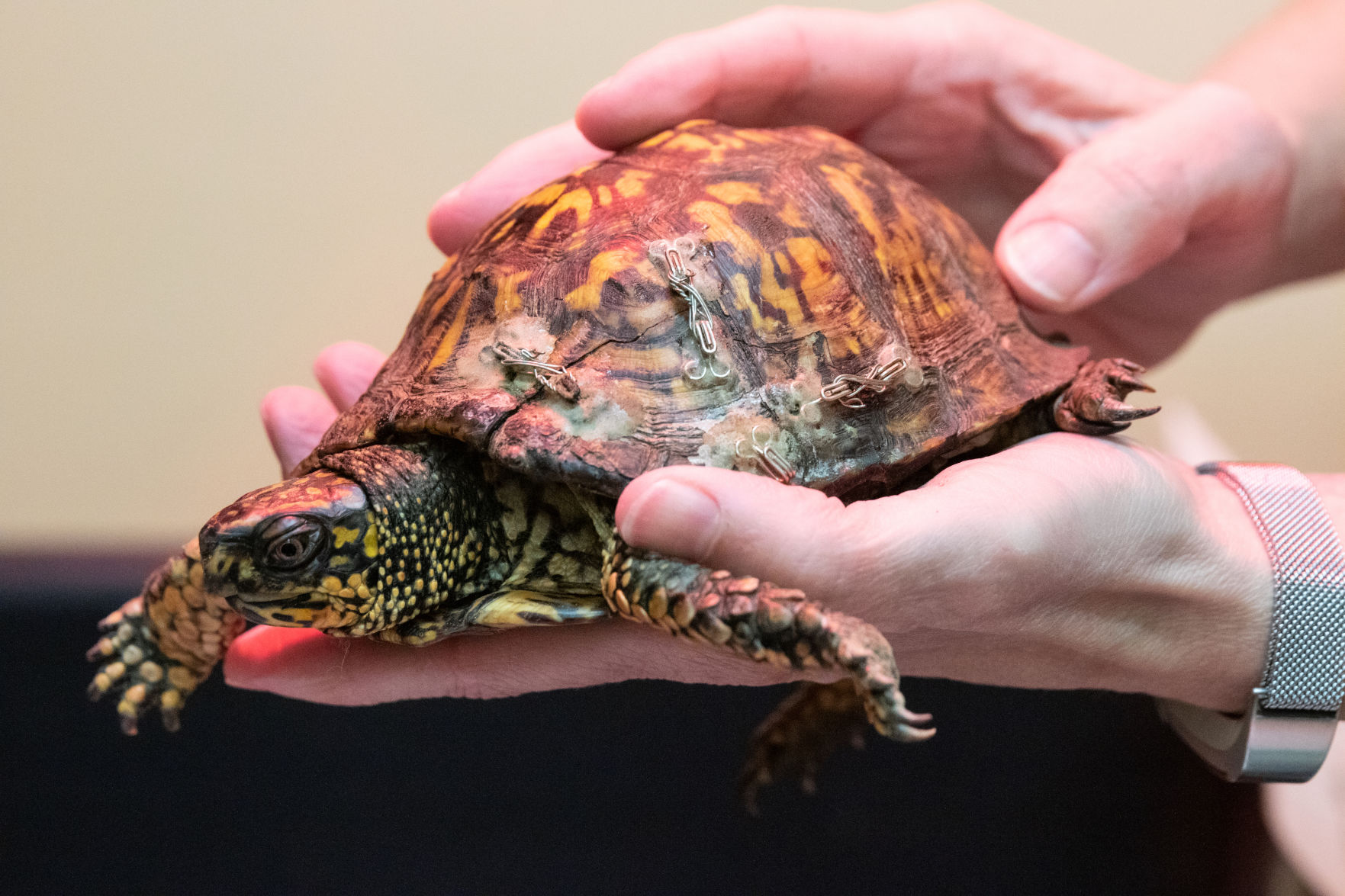 Box turtle